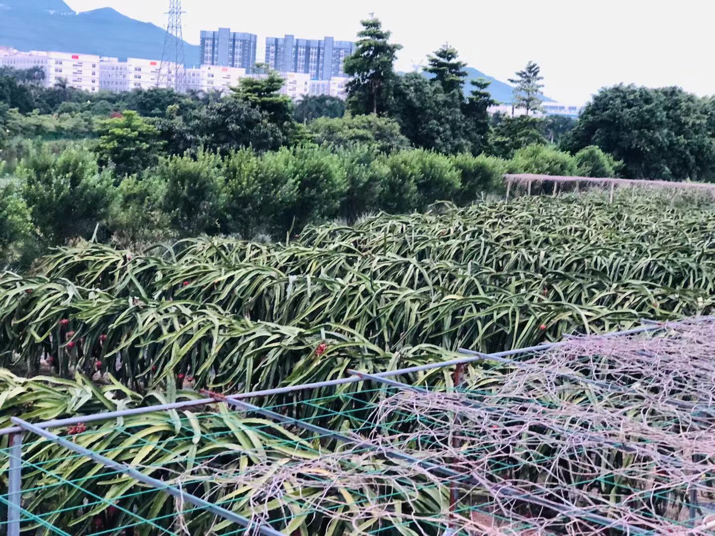深圳石岩农场生态园攻略,深圳市石岩大树生态农场位置