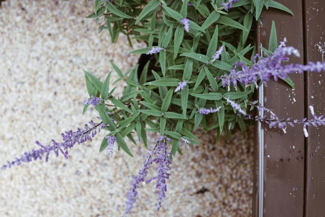 买老破小上海学区房,上海最老旧学区房