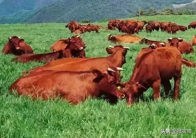 养牛不懂品种是不行的!牛品种大全!转了!