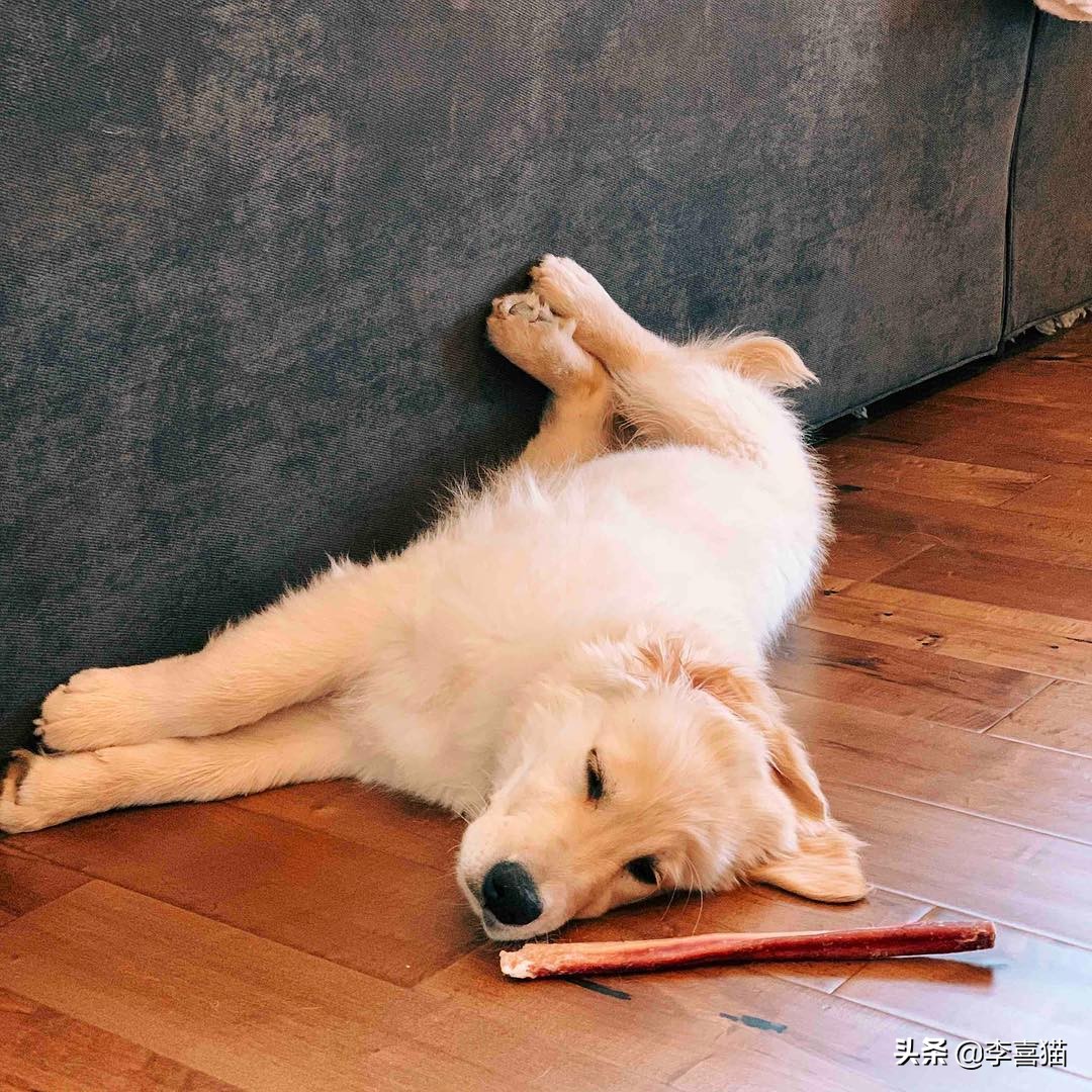狗狗各种睡姿的含义,狗狗6个睡姿告诉你它在想什么