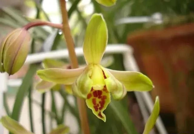 长寿梅蕙兰怎么种植,蕙兰老八种兰花哪一种最好