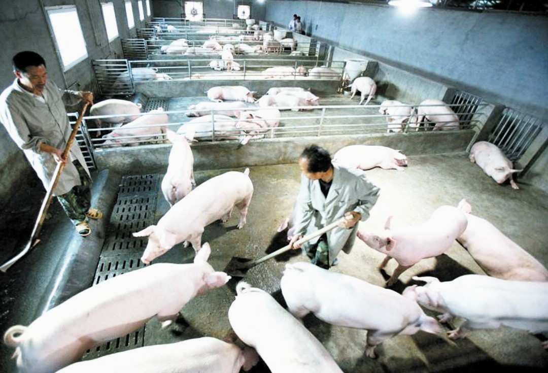 猪肉价格跌入谷底,猪肉跌到5元