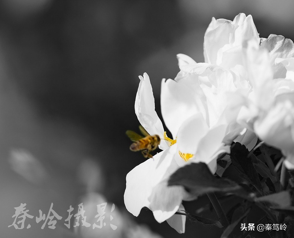 五月玫瑰花期,五月玫瑰盛开时