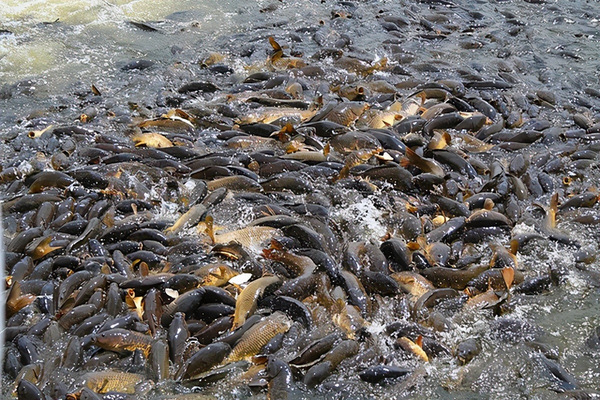 7月1日，海关通报截获29只寄往北京的活体盖罩大蜗牛！危害有多大