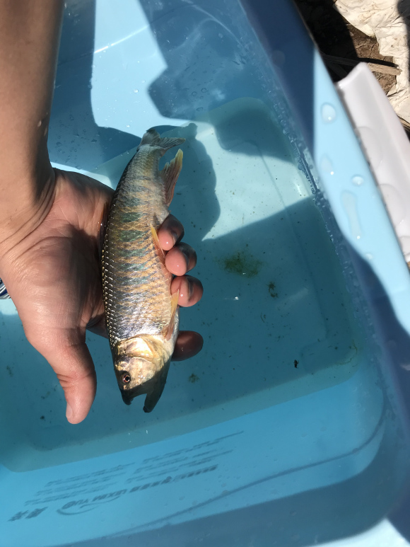 北京周边钓马口鱼的地点,北京溪流常见鱼