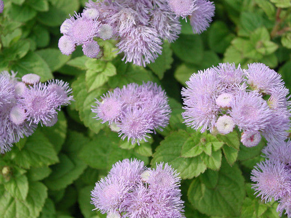 你的生日代表的花语,今天是你的生日花语