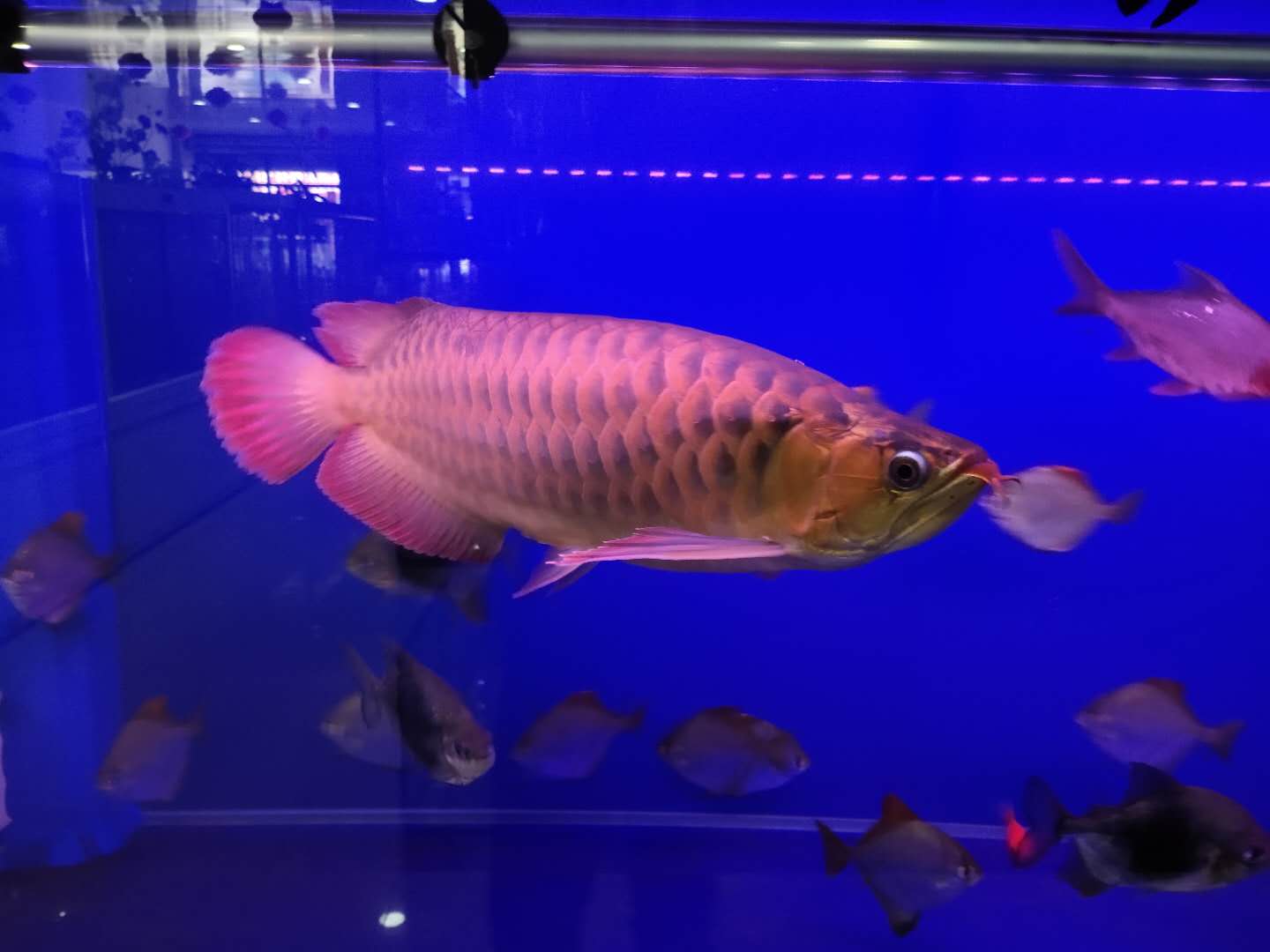 鱼缸水位高了不出氧怎么办,鱼缸没养好水鱼就到了咋办