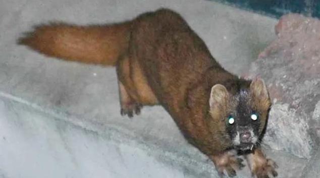 老祖宗为什么说黄鼠狼不能抓,为什么说黄鼠狼不能杀