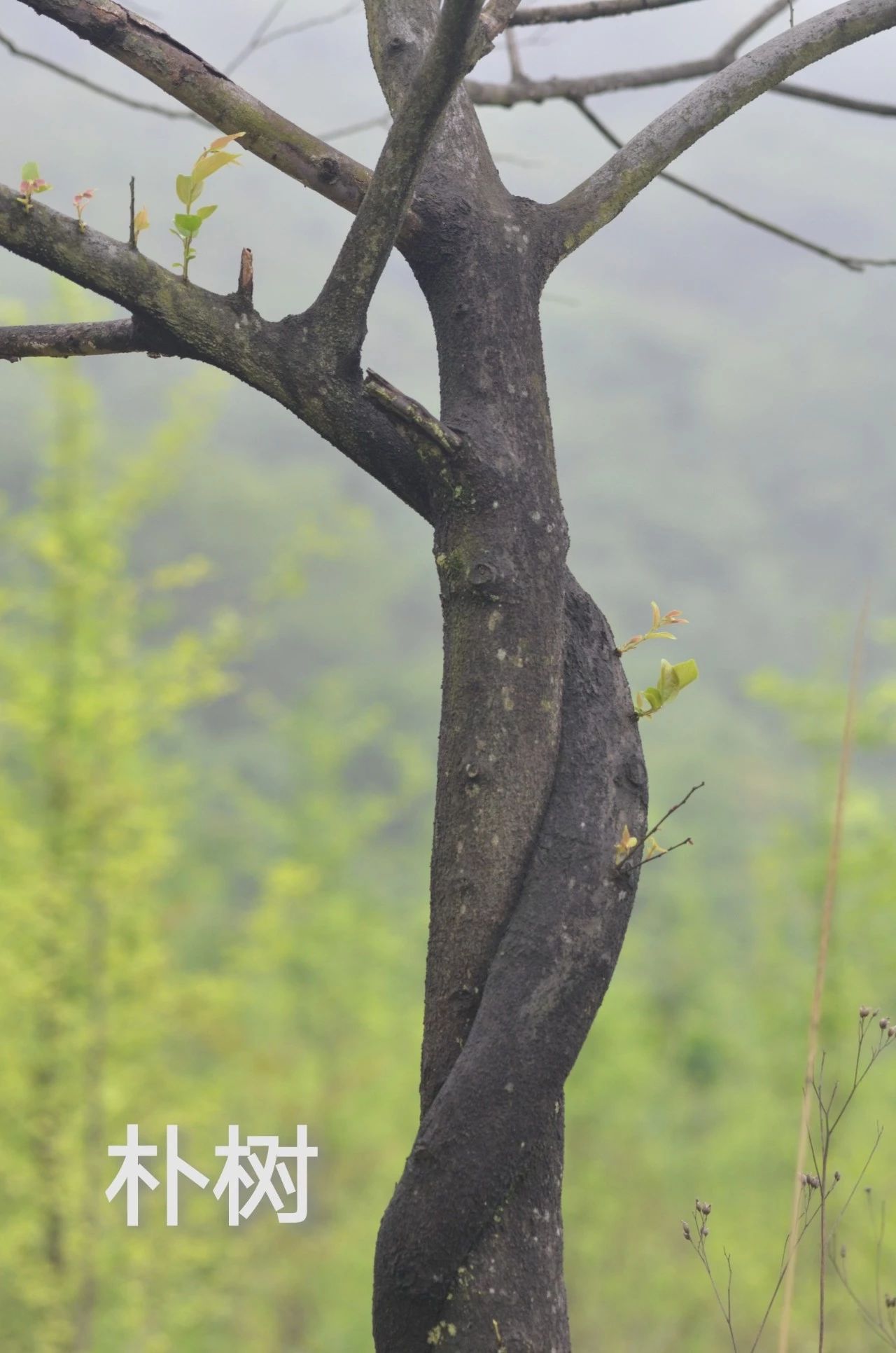 采药终南山,采药山