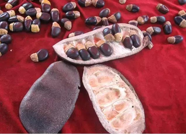 缅茄菩提子作用,缅茄菩提子怎么打孔