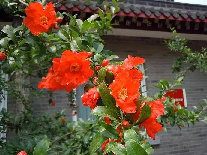 刚装修房子放的花没几天都黄叶了,花突然蔫了怎么回事