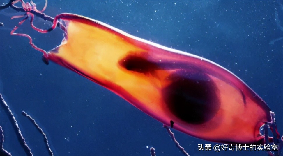 手机进水放进米缸里真的管用吗,手机进水放进米缸有用吗