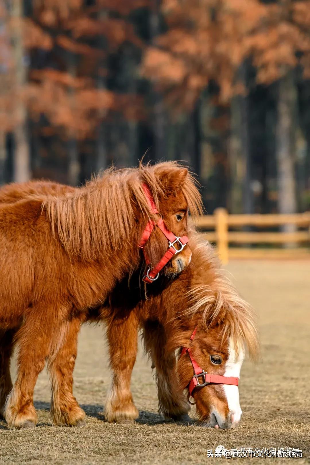蔡甸区游玩,蔡甸在哪里