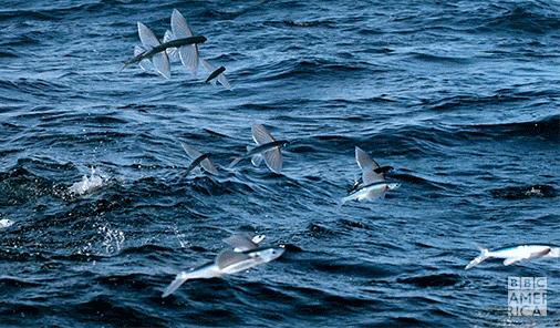 稻庭乌冬面原材料,稻庭乌冬面