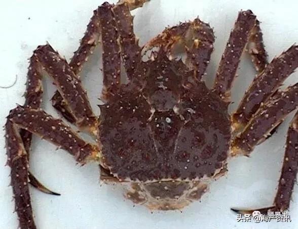 各国海鲜大盘点,今年过年最值得入手的海鲜