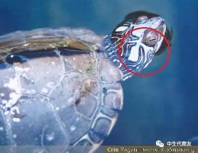 地图龟成体样子,地图龟种类及图解