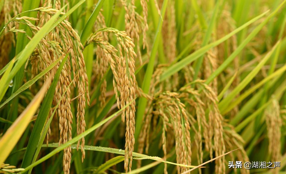 记常德临澧县建档立卡贫困户龚道淼发展轨迹