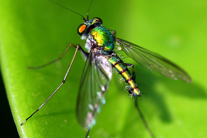蚯蚓黏黏、蜘蛛吐丝、苍蝇嗡嗡真讨厌？小孩子却成了他们的迷弟！