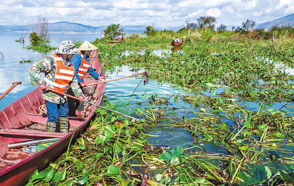 水葫芦为啥消失了,以前常见的水葫芦是否已绝迹