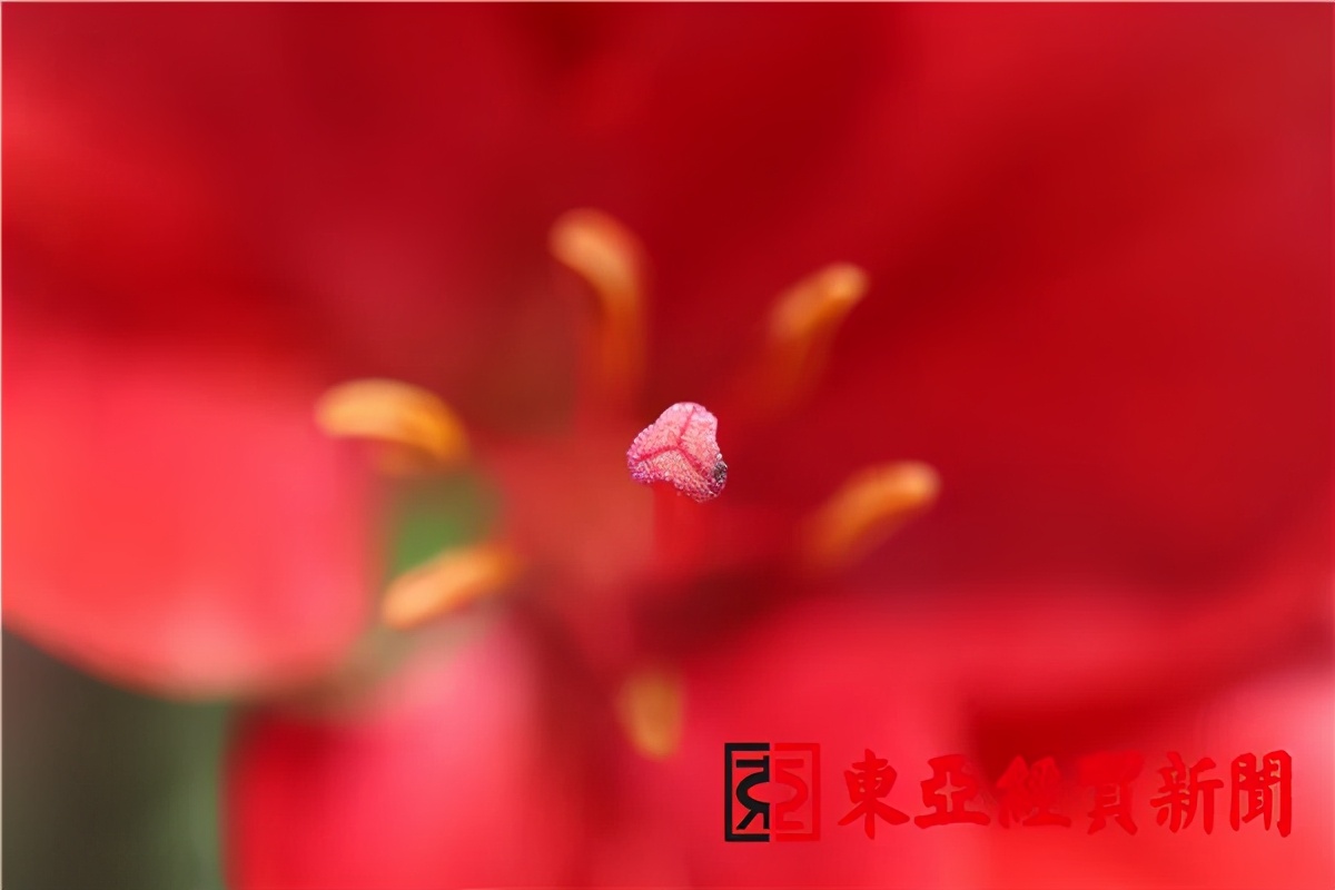 长春公园芍药花陆续绽放,长春公园百合图片大全