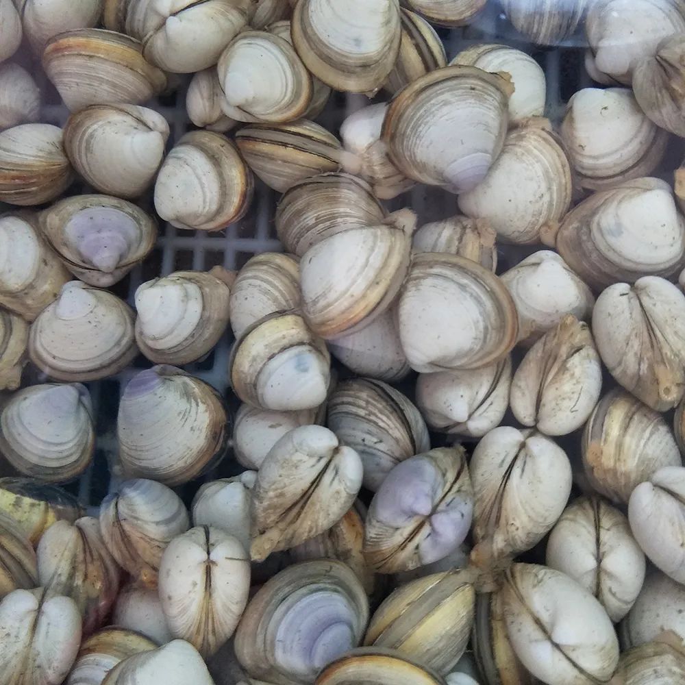 蛤蜊、蛏子、毛蚶、蚬子，那些好吃的小贝壳，今天一次搞清楚