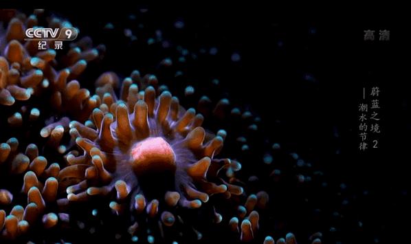 适合宝宝看的动物世界纪录片,十大儿童必看动物纪录片