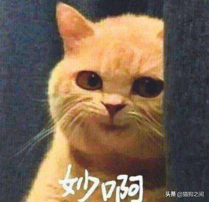 母猫怀孕还能驱虫吗,养小母猫注意事项