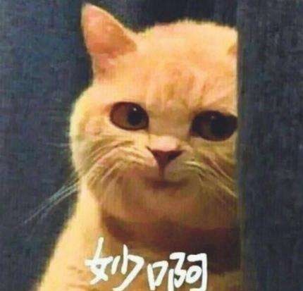 “酒店猛狗”、“冬日可爱”，这都是什么奇奇怪怪的成语啊哈哈哈