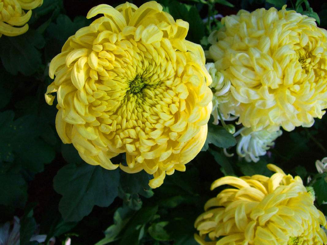 日本多年生菊花品种,日本种植菊花品种