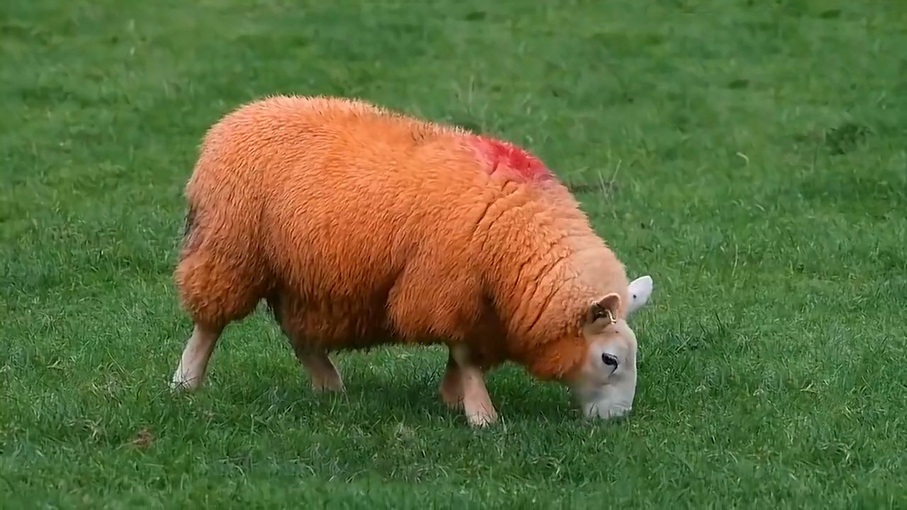 买卖羊的经验,买卖羊生意怎么做