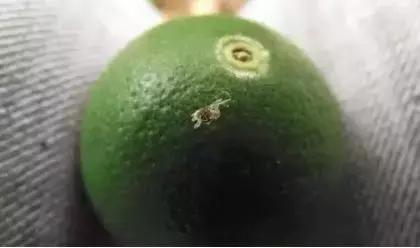 柑橘害虫的防治方法,种植柑橘需要防治哪些害虫