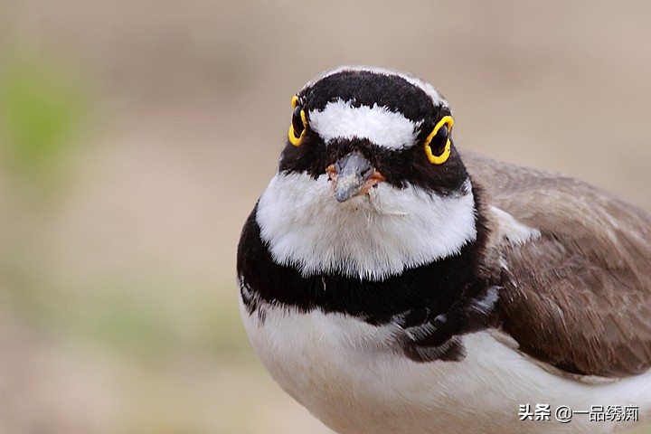 鸟类名字生僻字,带有鸟字的生僻字