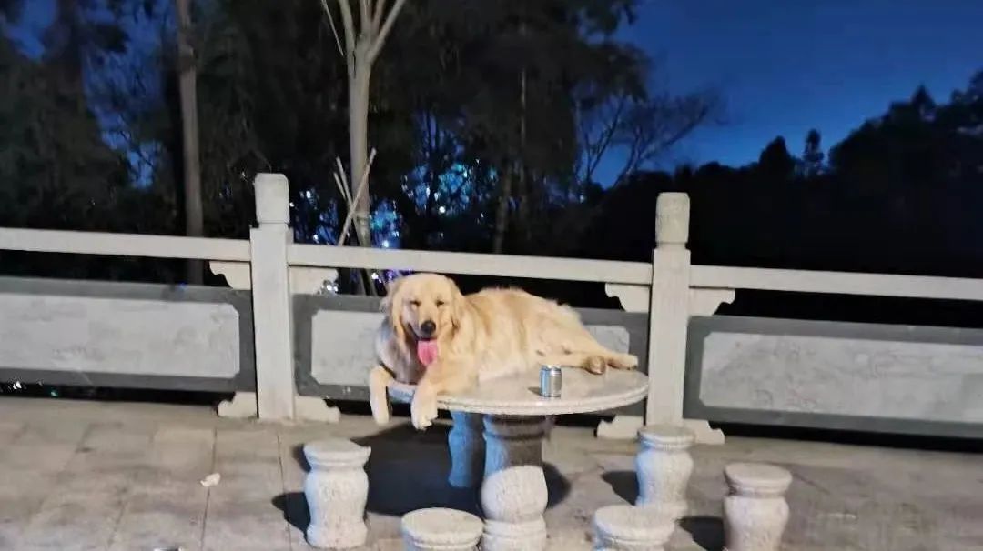 三明铲屎官,铲屎官注意有些养狗行为将被处罚