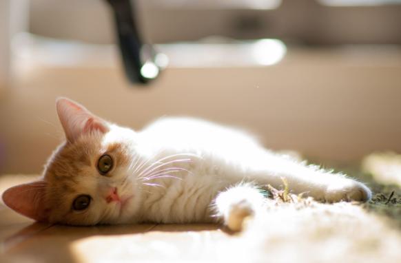 猫咪乳腺溃烂会自己好吗,猫咪乳腺有结节病变