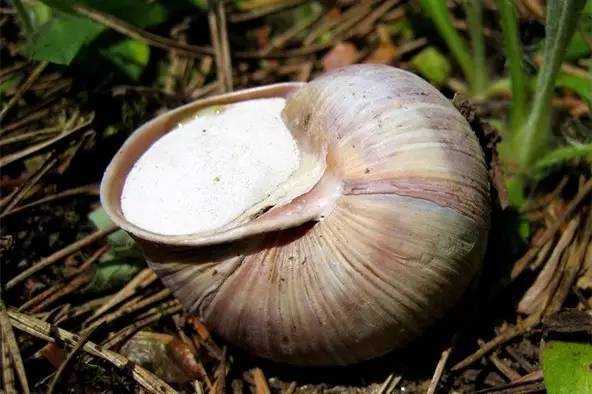 地球上有史以来最大的软体动物,软体动物有哪些常见的