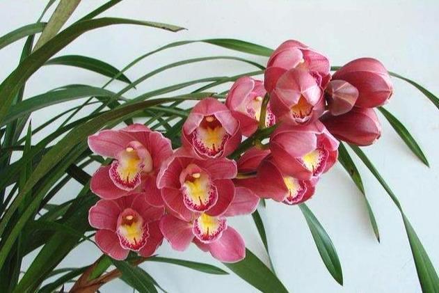 清雅迷人的兰花，品德高洁，犹如翩翩起舞的仙女受人喜爱