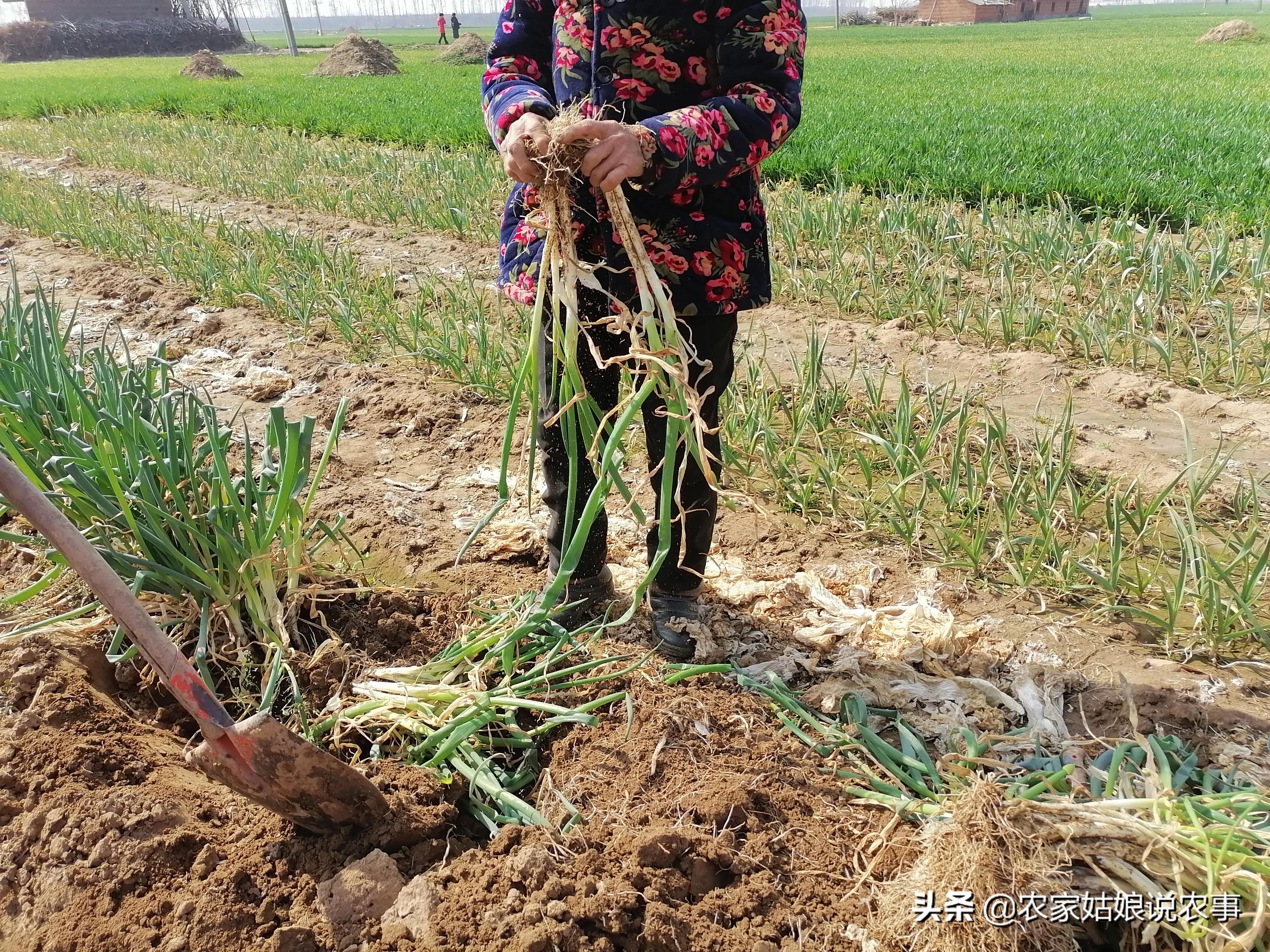 女子嫁给酒鬼丈夫,农村女人嫁给城里人怎么样