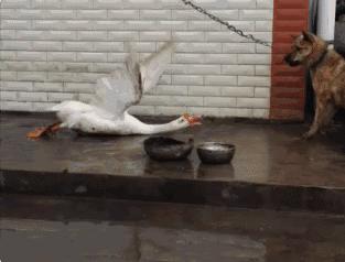 冷知识鹅,冷知识白鹅