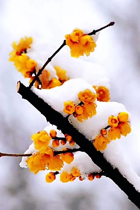 又见腊梅花开记叙文,又见腊梅真好作文1000字