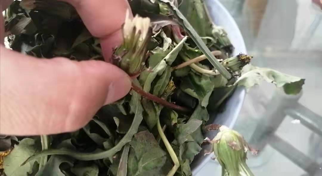 蒲公英怎么晾晒和保存不会生虫子,四季晾晒的蒲公英