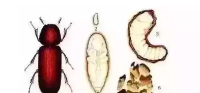 菩提手串掉色有毒吗,菩提手串生虫