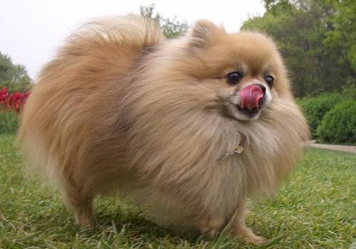 博美犬吃什么狗粮排行榜,博美犬吃什么牌子狗粮最好吃