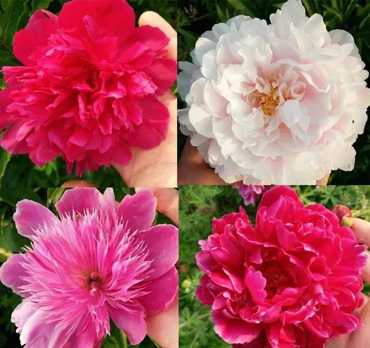 三月最适合种什么花？照着下面养准不会错！好养又好看，满屋飘香