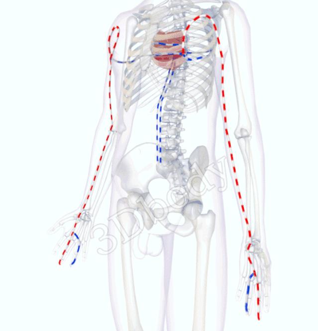 3d经络循行图讲解,阴维脉与阳维脉3d循行动态走向图