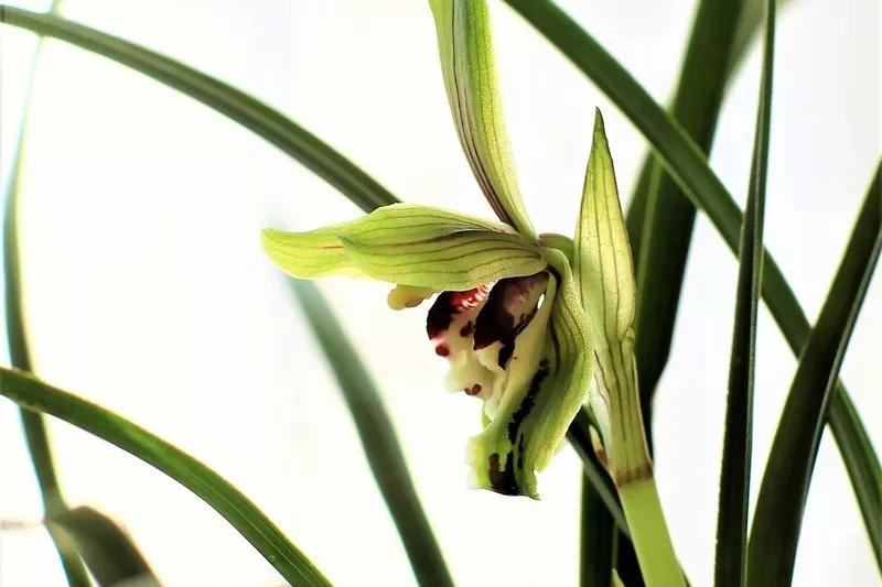 兰花有一种让人心醉的清香,兰花的美只有中国人最懂品兰之风