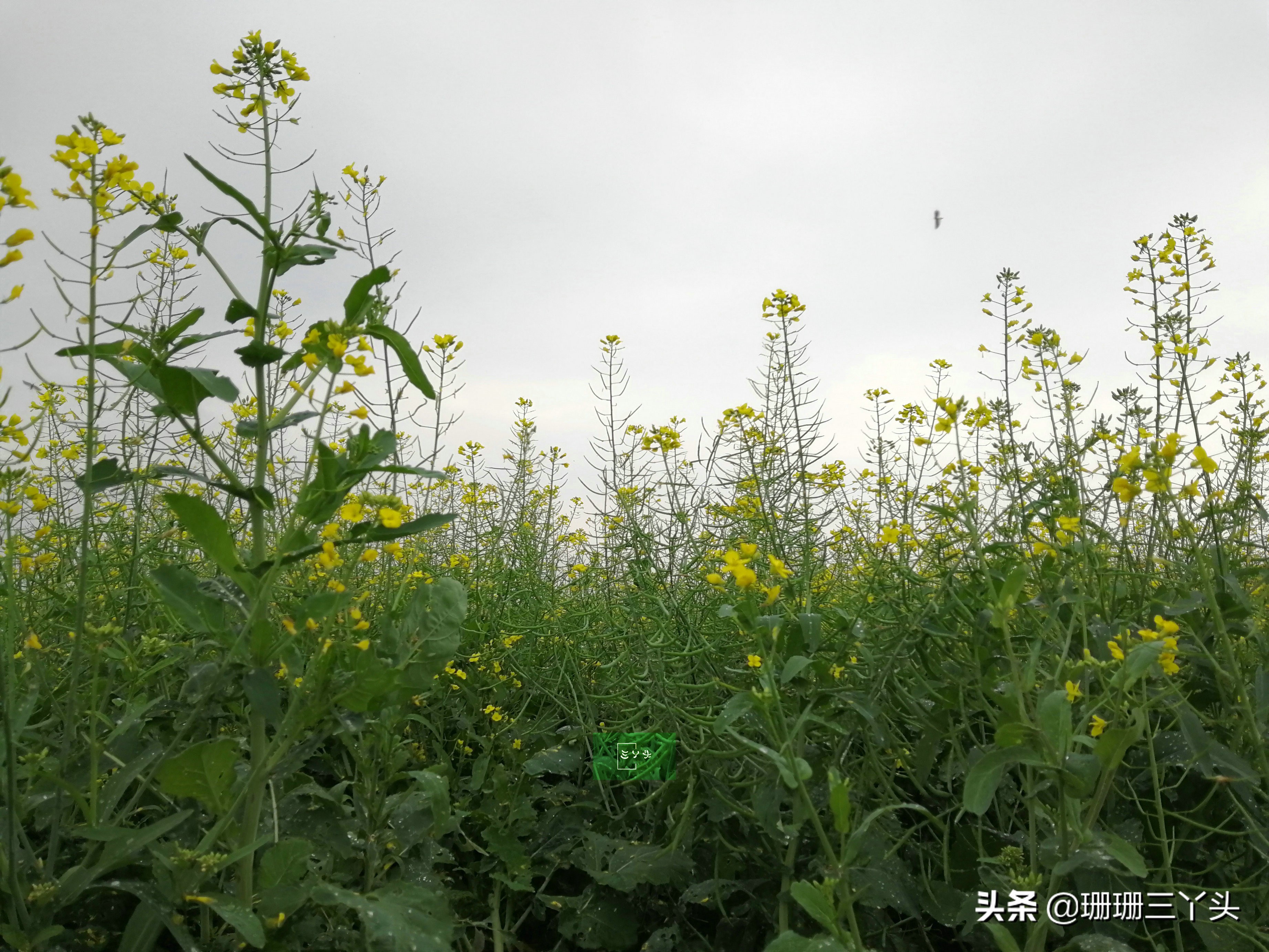 广州春季赏油菜花的地方,广州绝美油菜花海