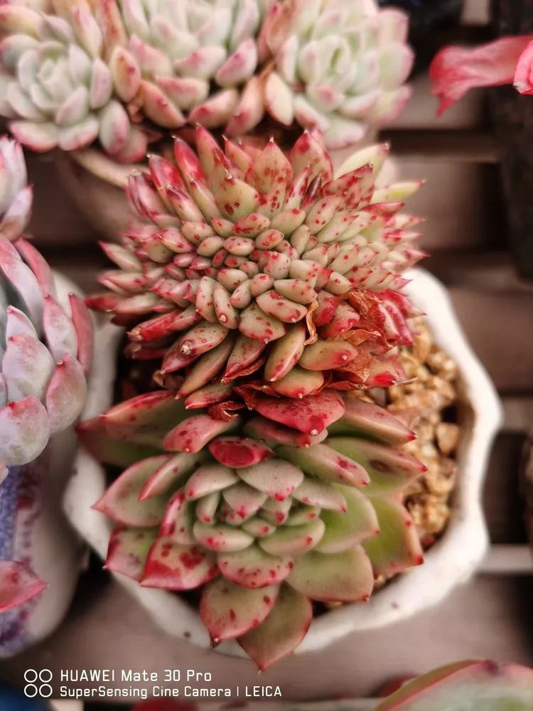 冬日如何更好地养多肉,冬天可以户外养护的多肉