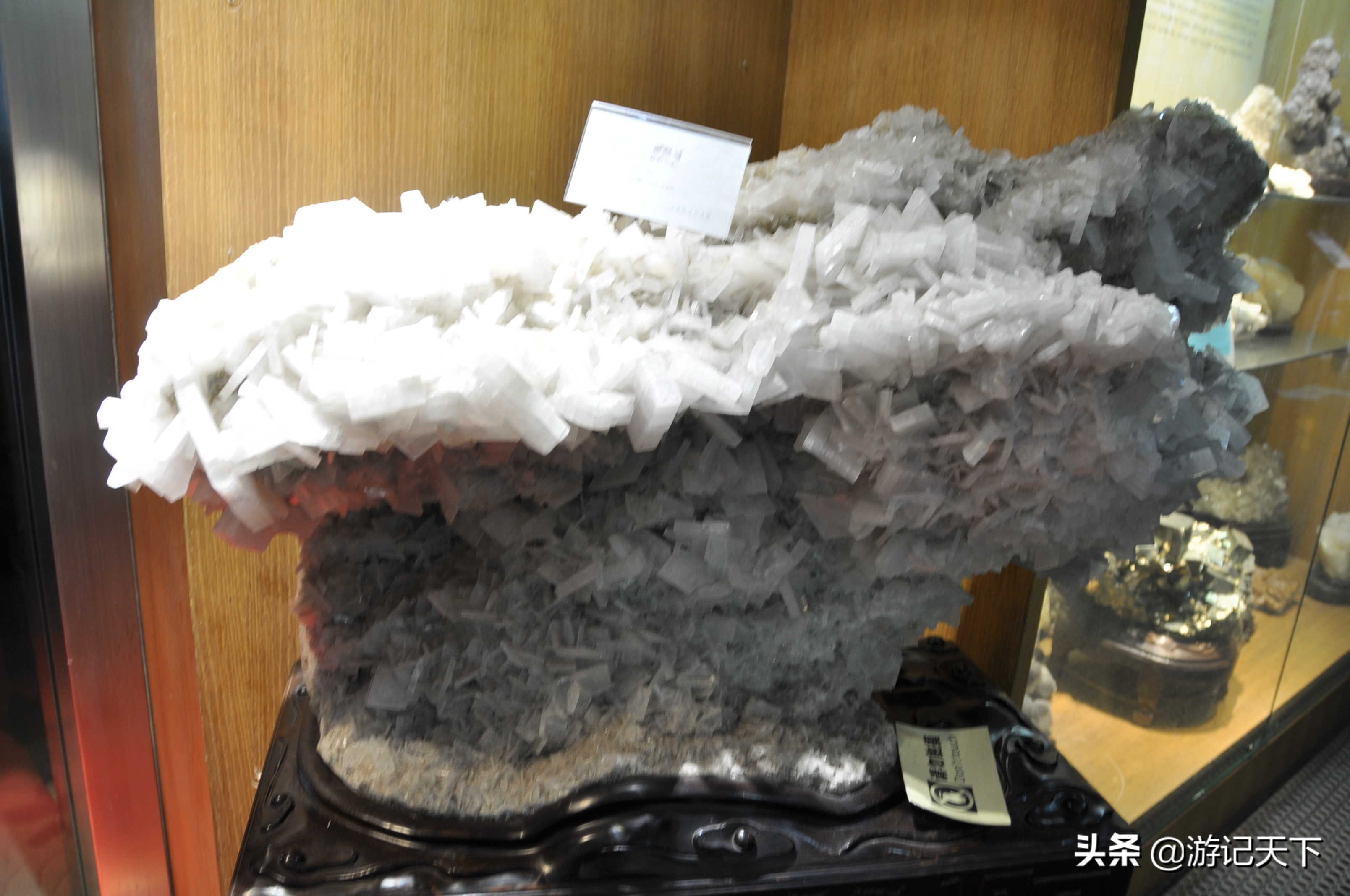 阿尼亚参观博物馆,上海地质科普馆游玩