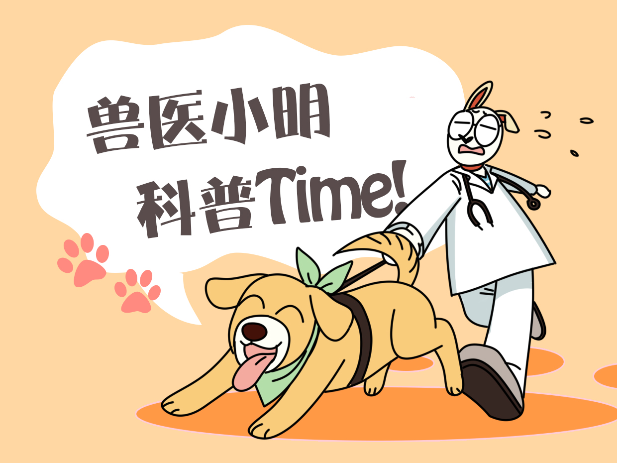 奶牛猫长白色杂毛,奶牛猫身上有黄毛