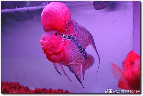 冬季养鱼的方法和注意事项,冬天养鱼温度多少合适